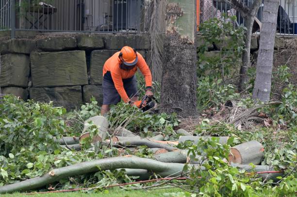 Ofallon, IL  Tree Services Company